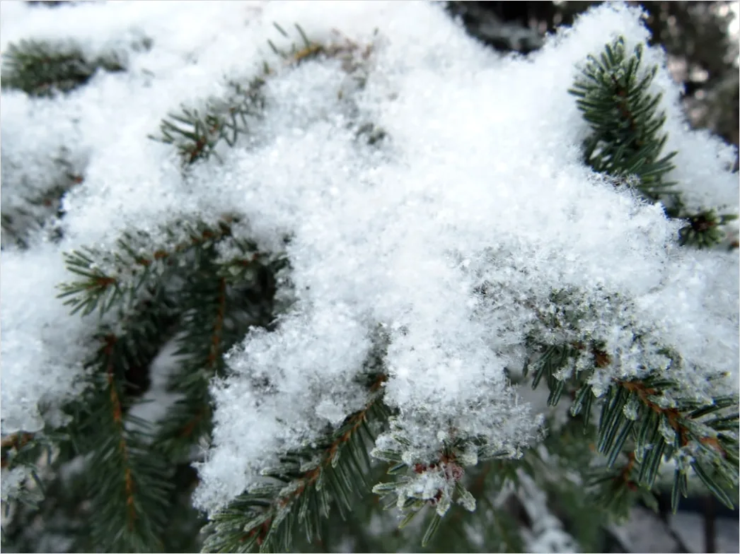 Detail Snow On Pine Branches Close Up Number 5