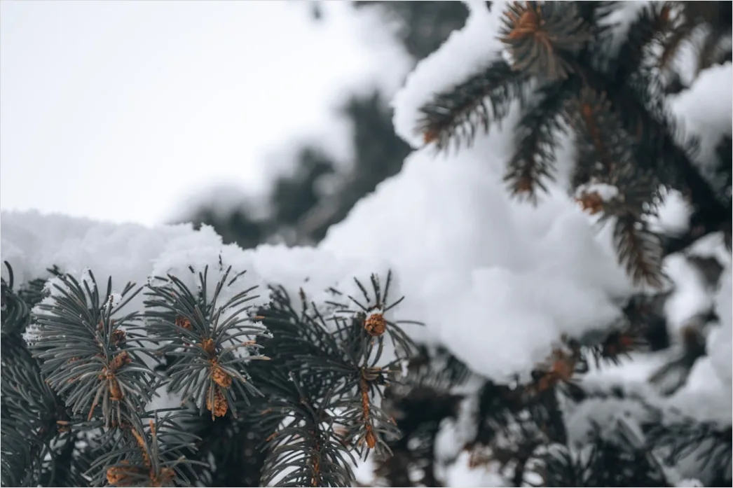 Detail Snow On Pine Branches Close Up Number 6