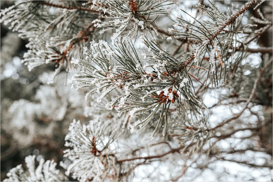 Detail Snow On Pine Branches Close Up Number 7