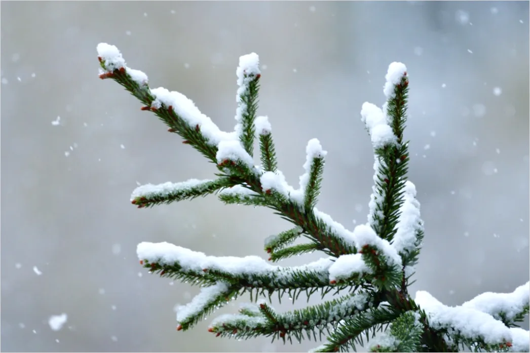Detail Snow On Pine Branches Close Up Number 8