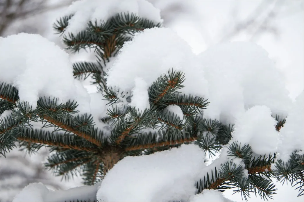 Detail Snow On Pine Branches Close Up Number 9
