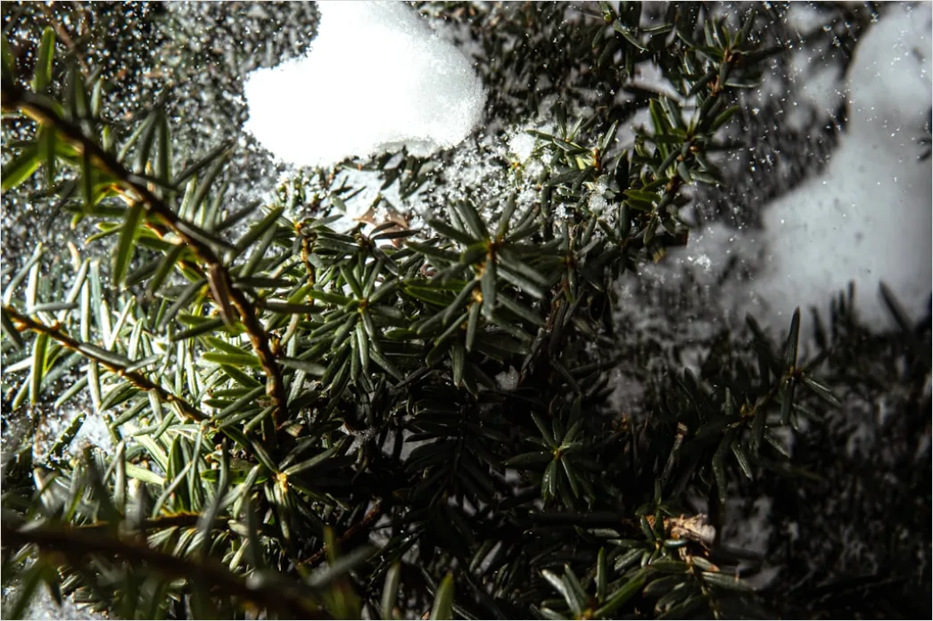 Detail Snow On Pine Branches Close Up Number 10
