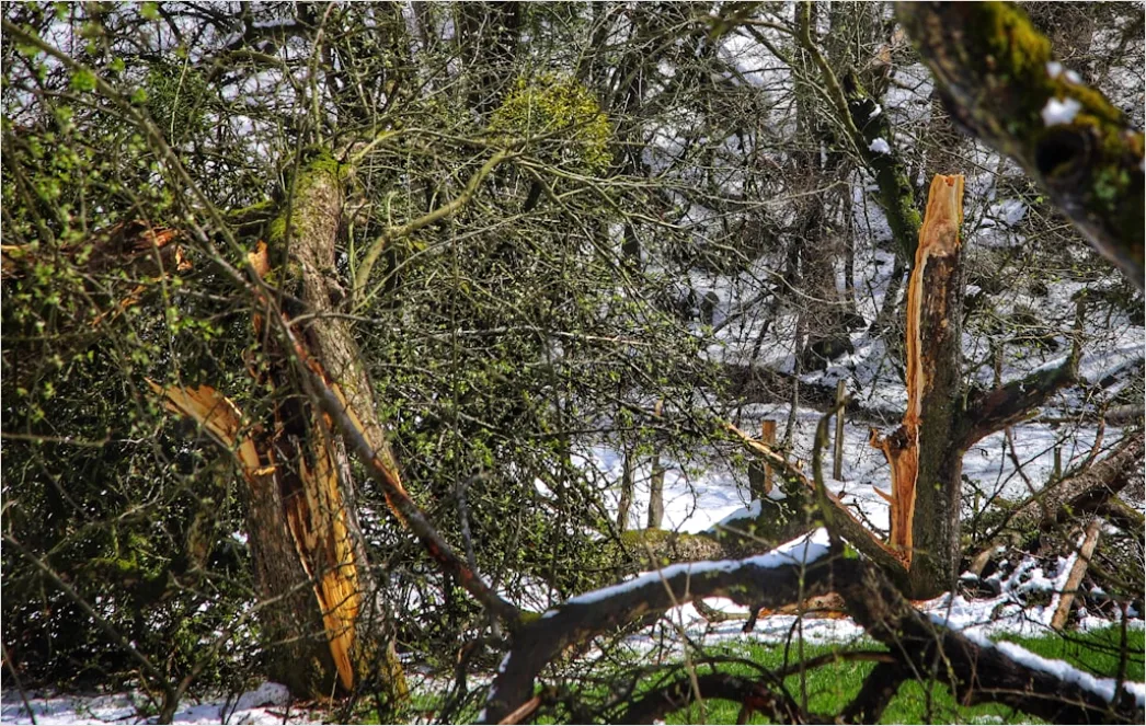 Detail Storm Clouds Over Damaged Trees Number 13