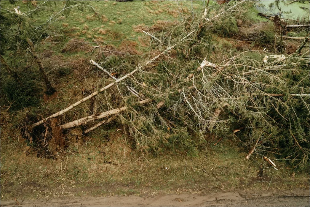 Detail Storm Clouds Over Damaged Trees Number 10