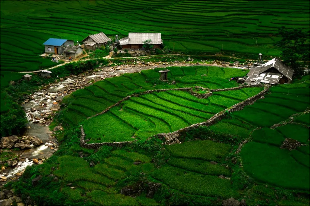 Detail Vietnam Rice Fields Aerial View Number 2