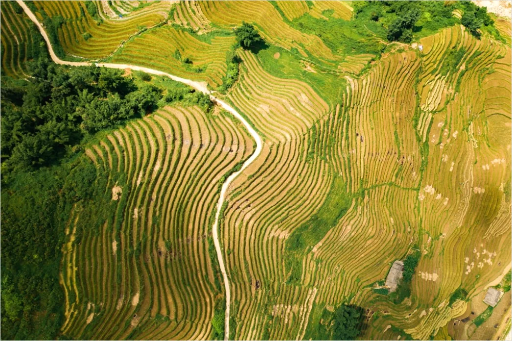 Detail Vietnam Rice Fields Aerial View Number 14