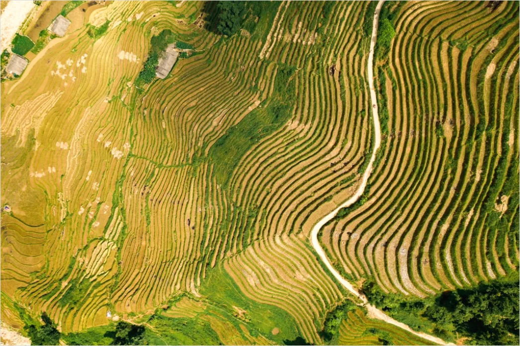 Detail Vietnam Rice Fields Aerial View Number 15