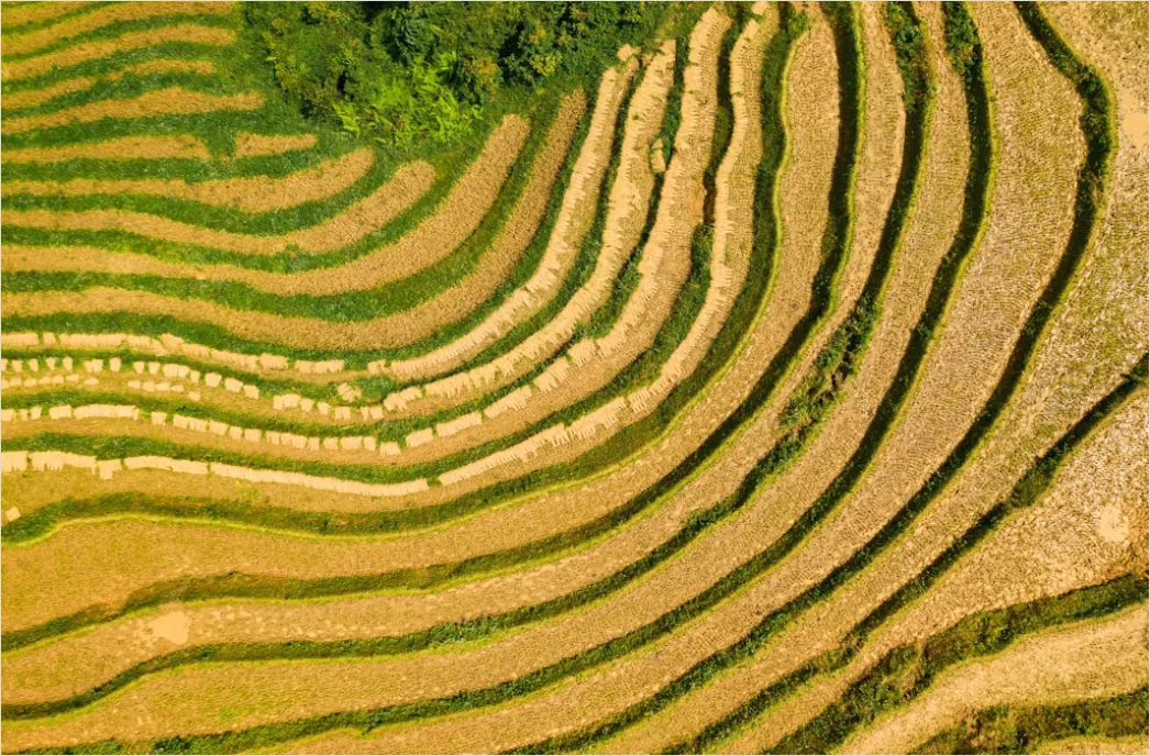 Detail Vietnam Rice Fields Aerial View Number 16