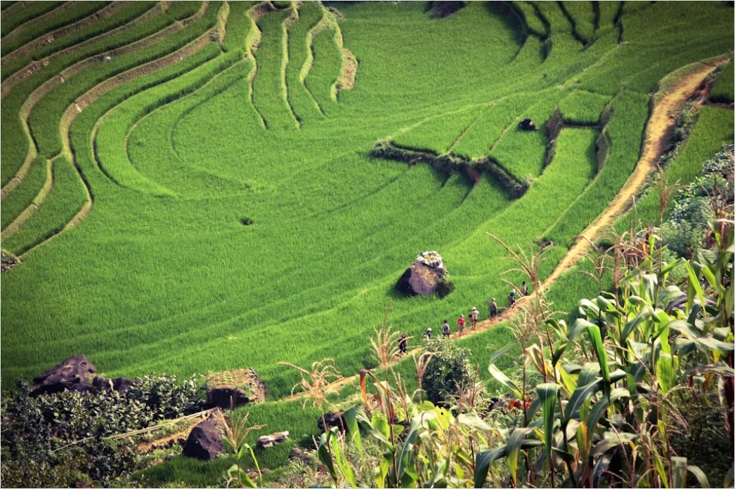 Detail Vietnam Rice Fields Aerial View Number 3
