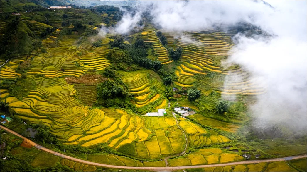 Detail Vietnam Rice Fields Aerial View Number 5