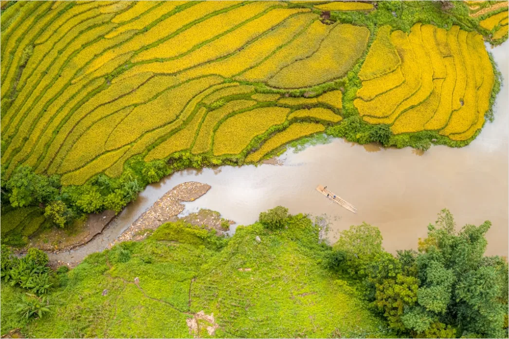 Detail Vietnam Rice Fields Aerial View Number 6