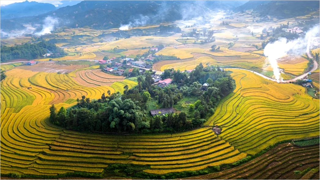 Detail Vietnam Rice Fields Aerial View Number 7