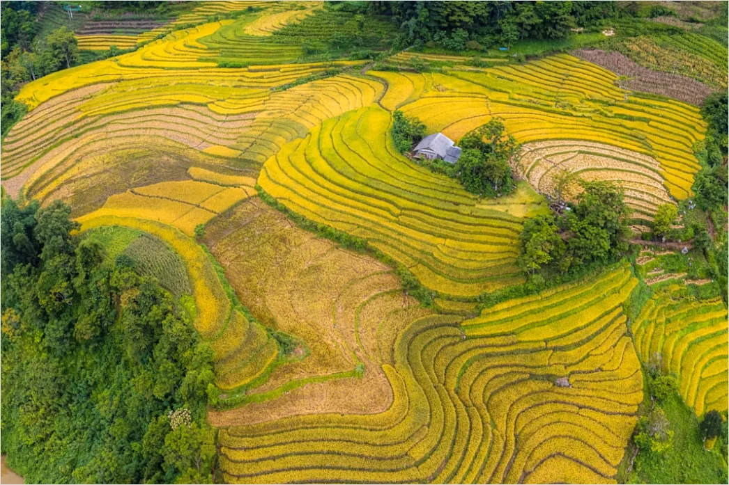 Detail Vietnam Rice Fields Aerial View Number 9