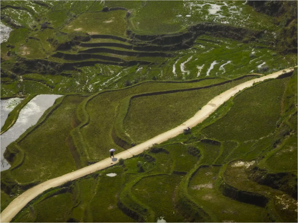 Detail Vietnam Rice Fields Aerial View Number 10