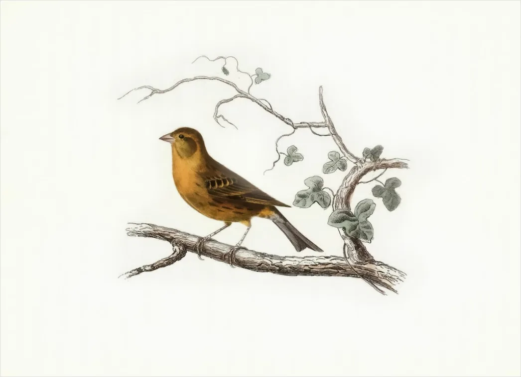 Detail Vintage Bird Illustration Set Number 11