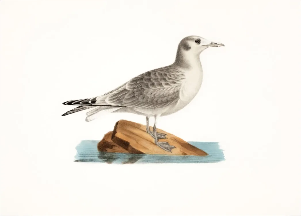 Detail Vintage Bird Illustration Set Number 12