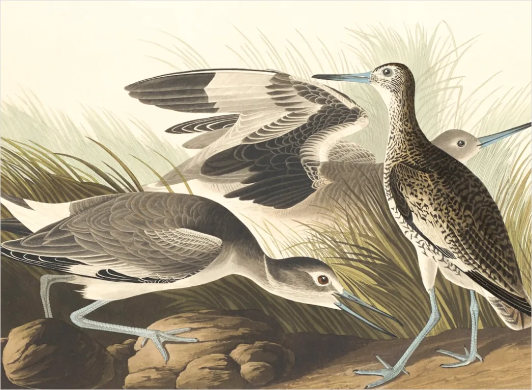 Detail Vintage Bird Illustration Set Number 13