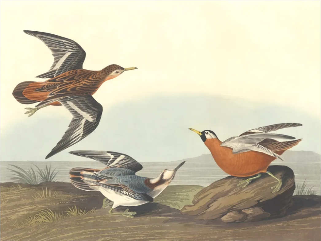 Detail Vintage Bird Illustration Set Number 14
