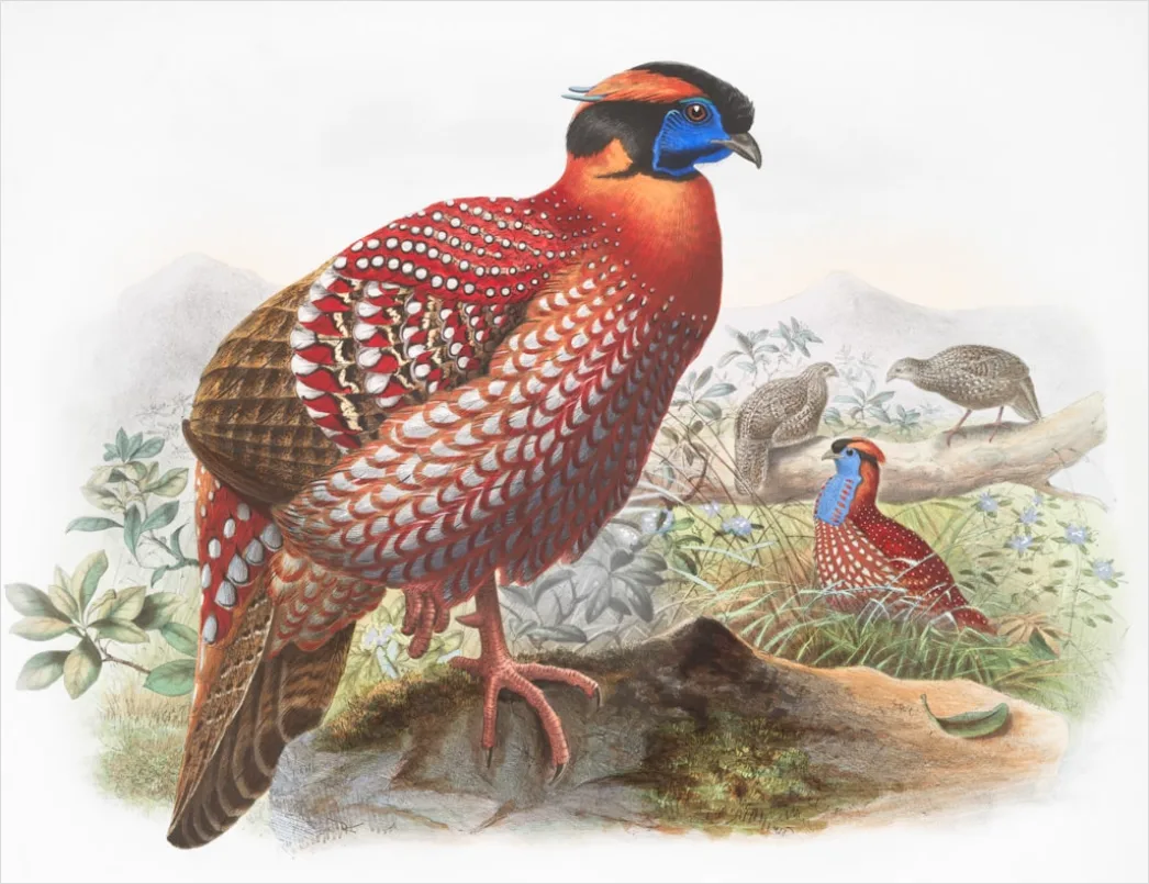 Detail Vintage Bird Illustration Set Number 17