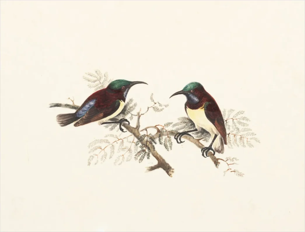 Detail Vintage Bird Illustration Set Number 18