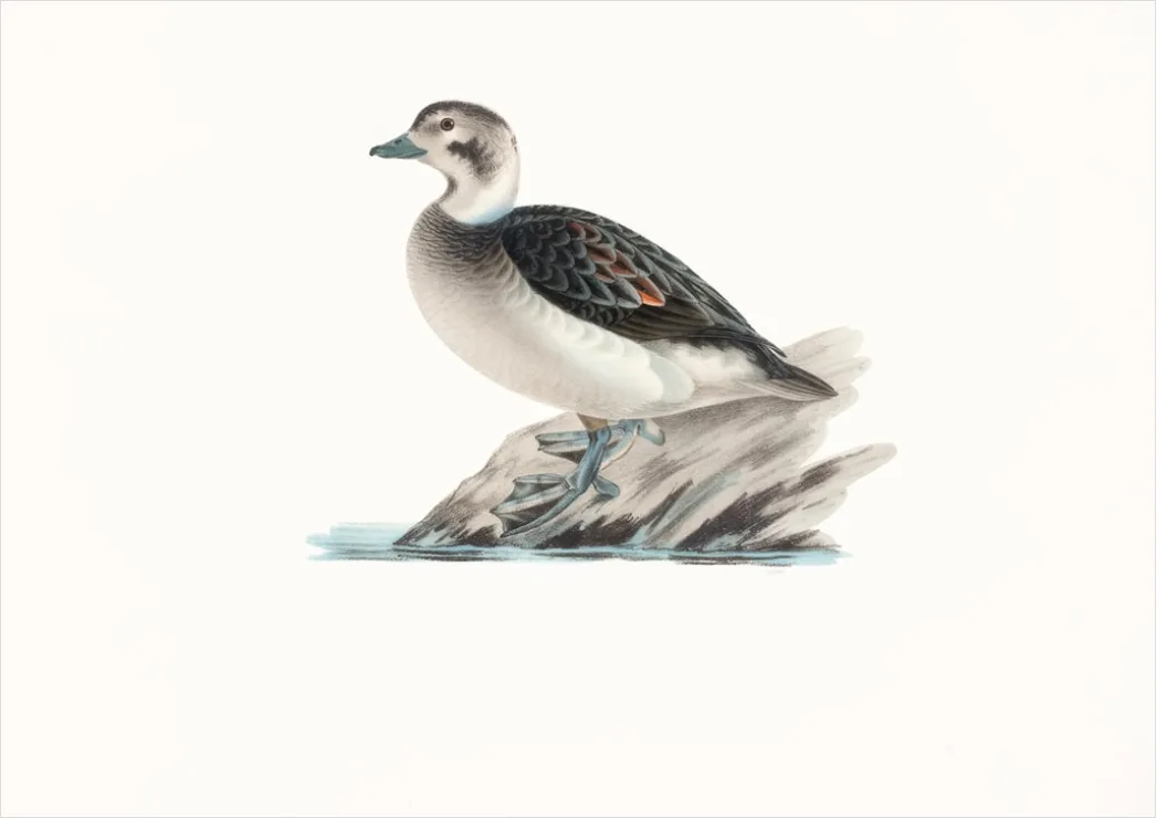 Detail Vintage Bird Illustration Set Number 19