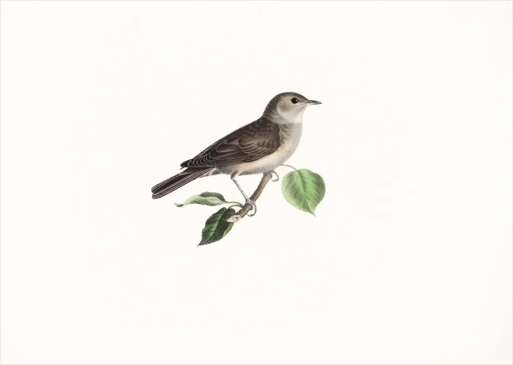 Detail Vintage Bird Illustration Set Number 3
