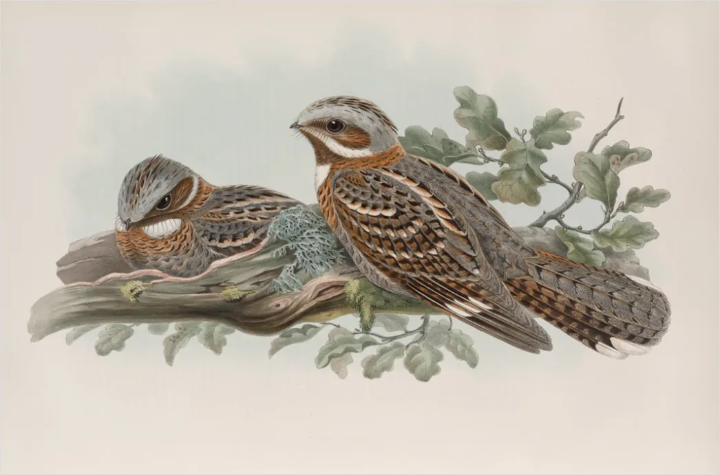 Detail Vintage Bird Illustration Set Number 4