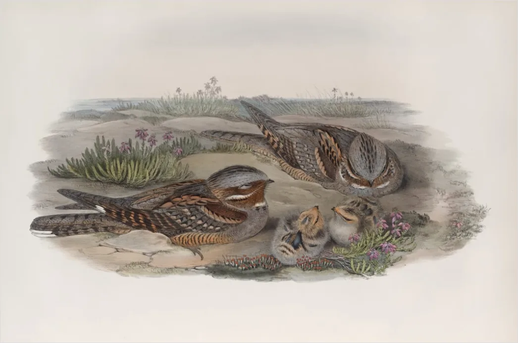 Detail Vintage Bird Illustration Set Number 5