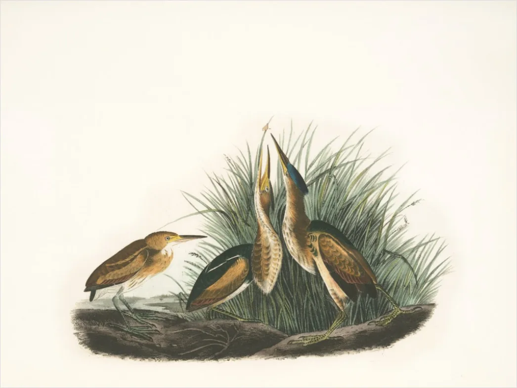 Detail Vintage Bird Illustration Set Number 8