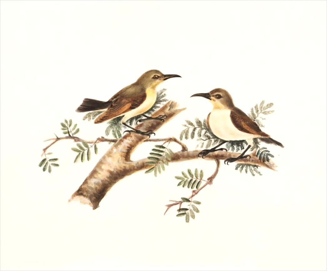 Detail Vintage Bird Illustration Set Number 9