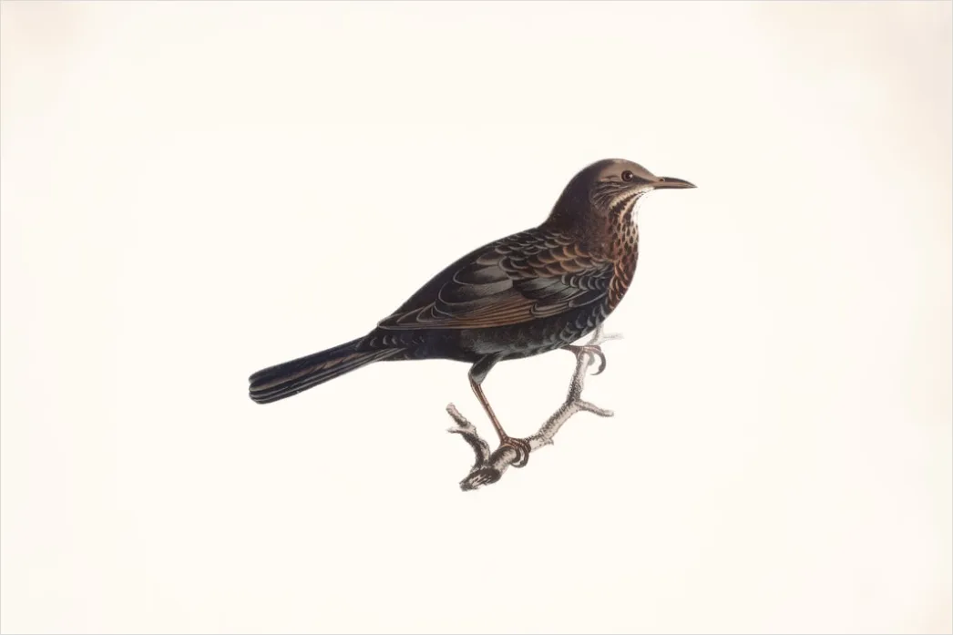 Detail Vintage Bird Illustration Set Number 10