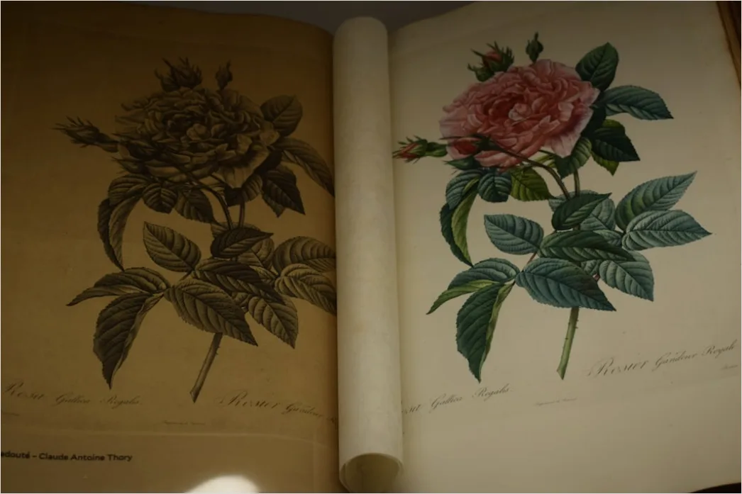 Detail Vintage Botanical Illustration Set Number 2