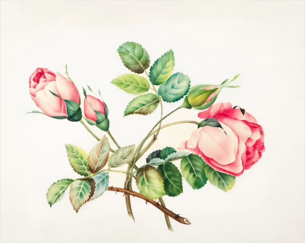 Detail Vintage Botanical Illustration Set Number 11
