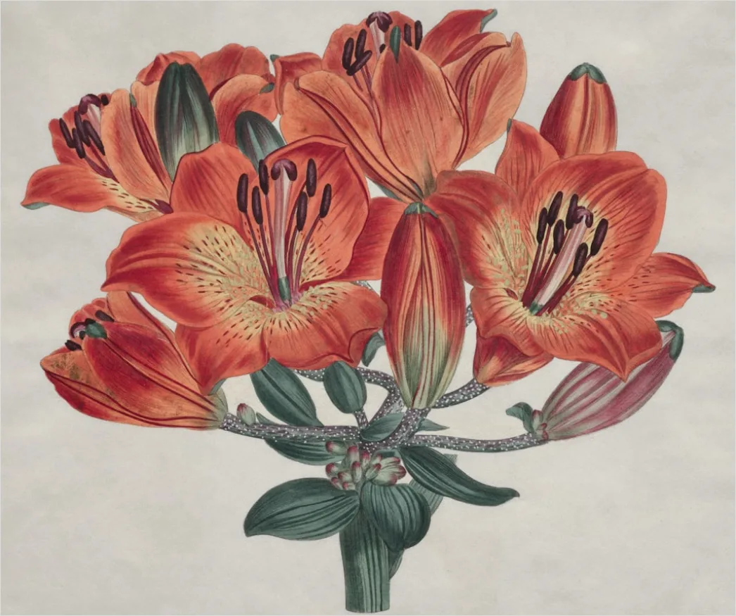 Detail Vintage Botanical Illustration Set Number 16