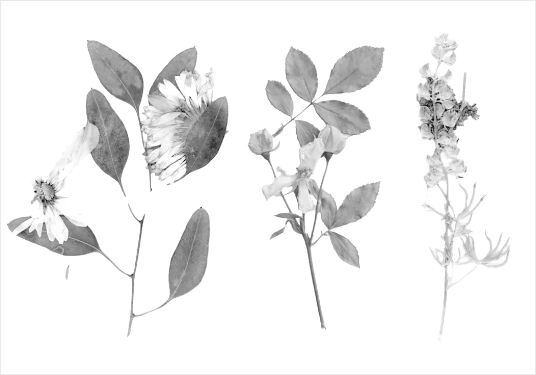Detail Vintage Botanical Illustration Set Number 18