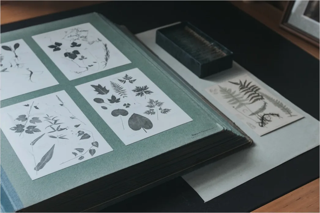 Detail Vintage Botanical Illustration Set Number 3