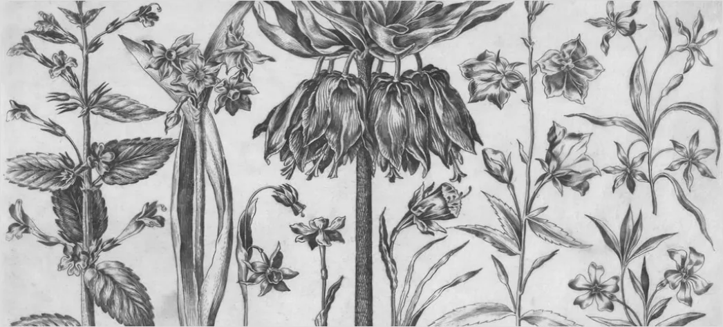 Detail Vintage Botanical Illustration Set Number 4
