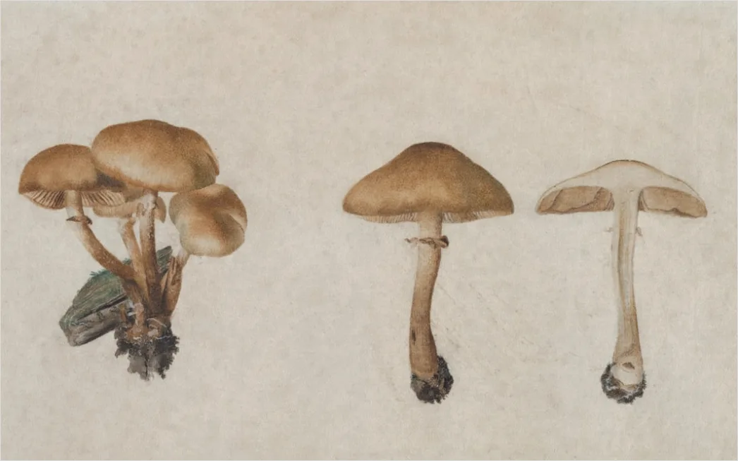 Vintage Mushroom Illustration Set E941