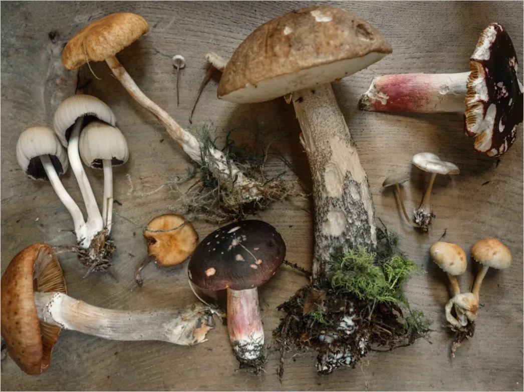 Detail Vintage Mushroom Illustration Set Number 11