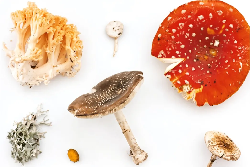 Detail Vintage Mushroom Illustration Set Number 16