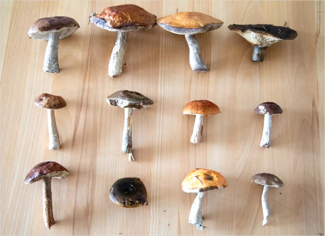 Detail Vintage Mushroom Illustration Set Number 19