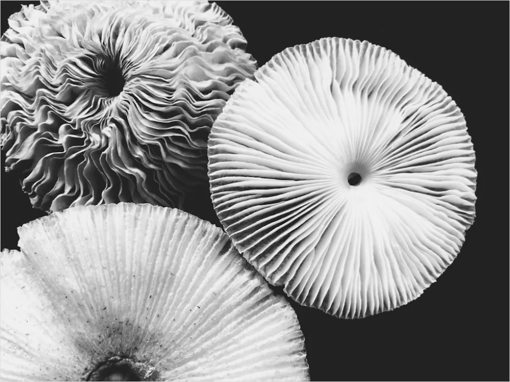Detail Vintage Mushroom Illustration Set Number 4