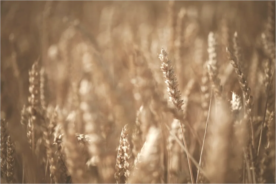 Detail Vintage Sepia Tone Background Number 14