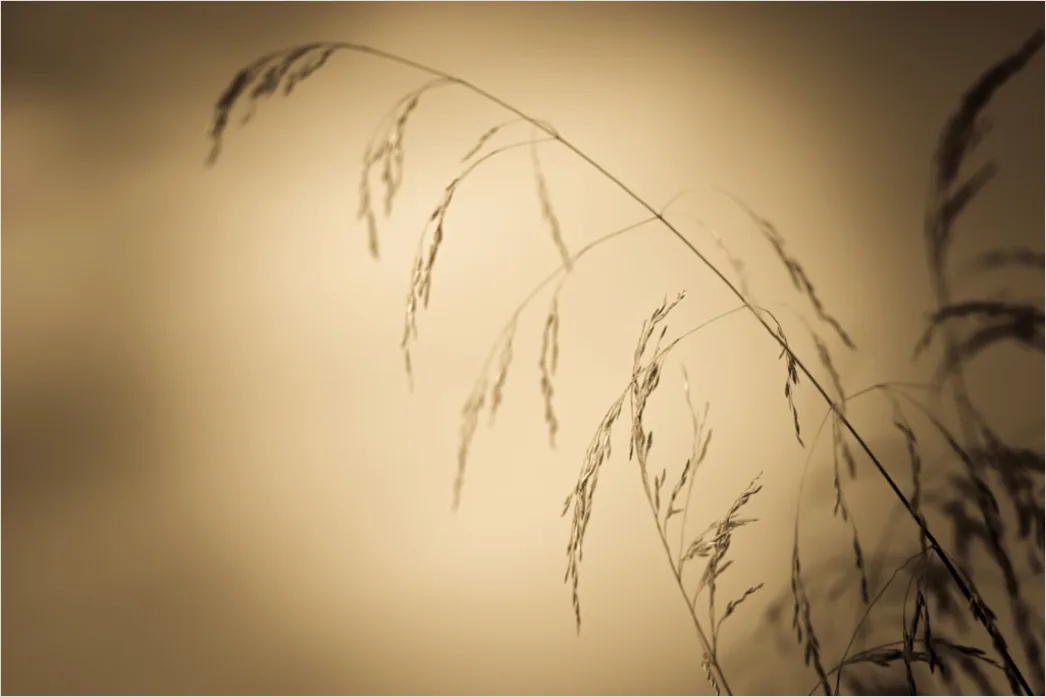 Detail Vintage Sepia Tone Background Number 6