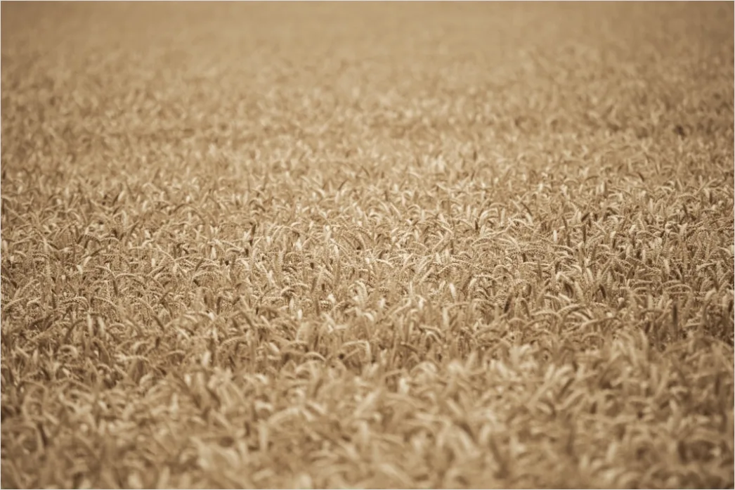 Detail Vintage Sepia Tone Background Number 10