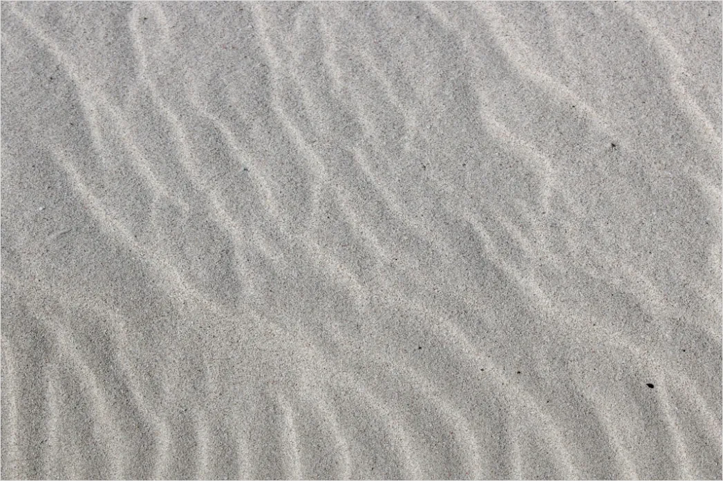 Detail Windy Beach Blowing Sand Texture Number 6