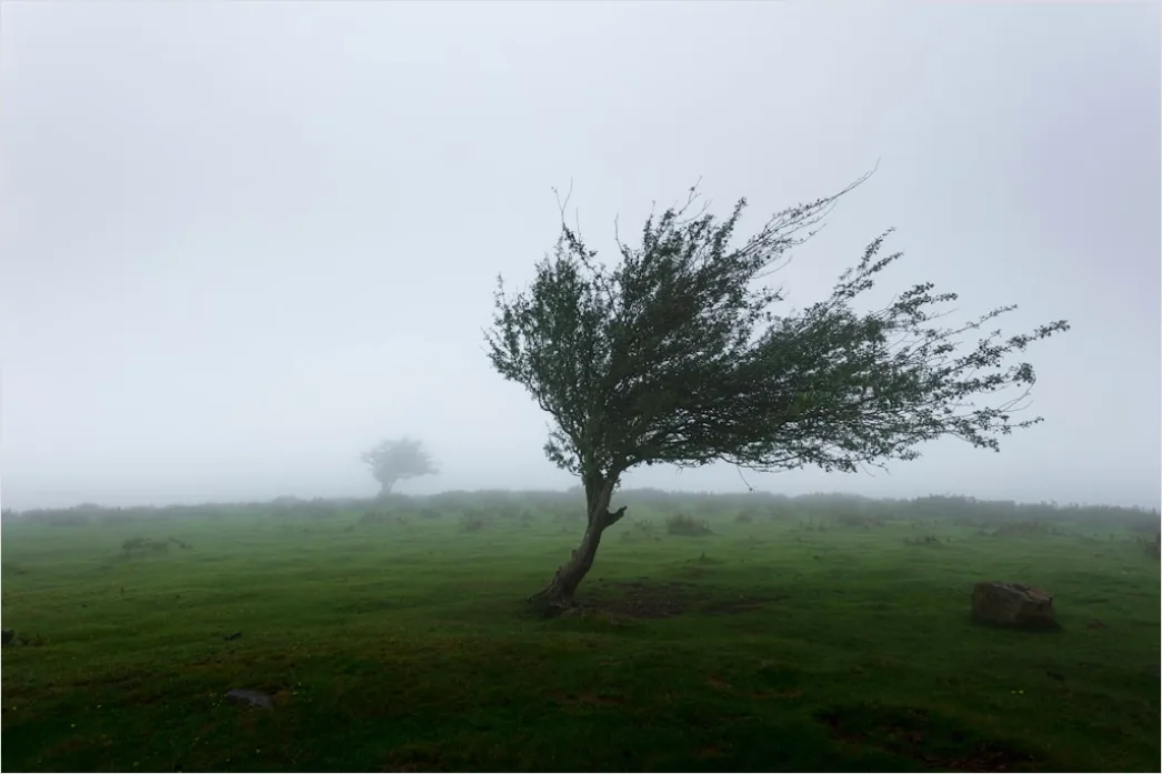 Windy Day Trees Bending Gusts 8c23