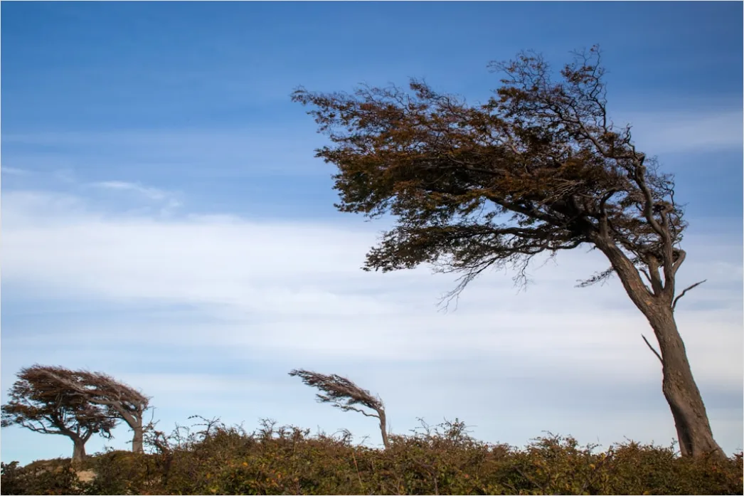 Detail Windy Day Trees Bending Gusts Number 2