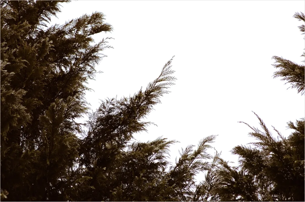 Detail Windy Day Trees Bending Gusts Number 11