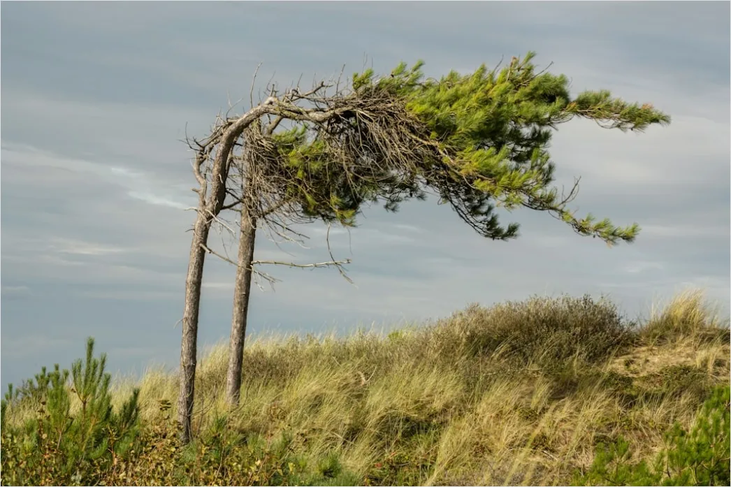 Detail Windy Day Trees Bending Gusts Number 16